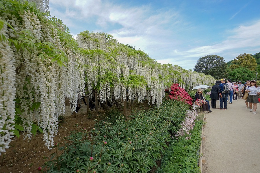 What are the most common diseases and pests attacking wisteria?