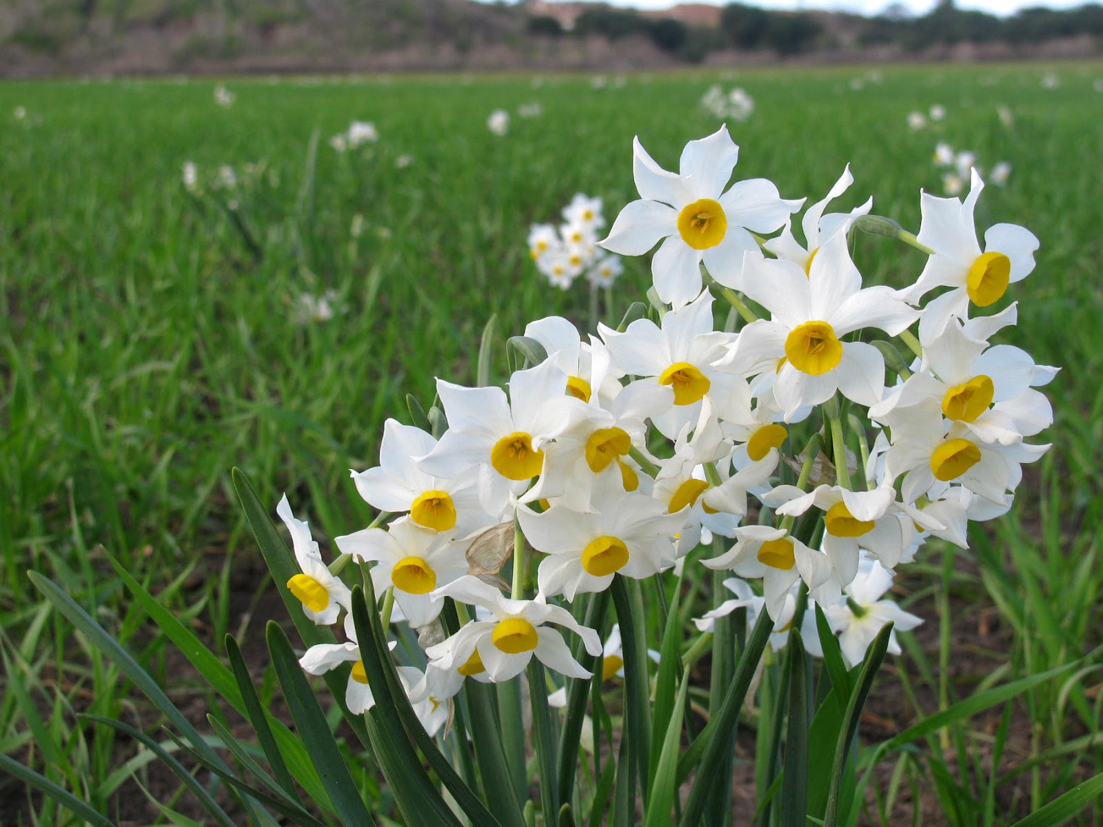 Narcisos - flores de primavera también conocidas como narcisos