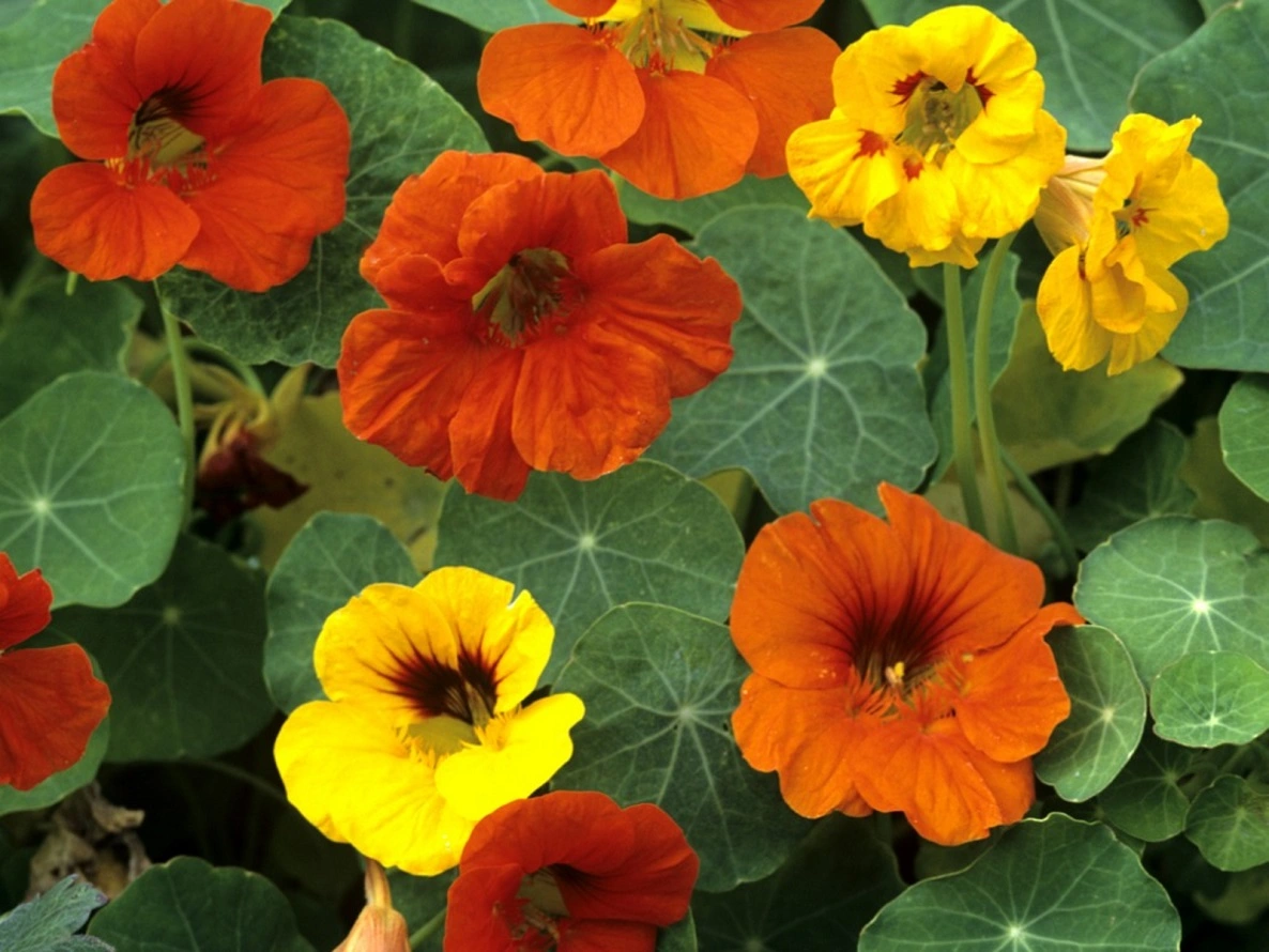 Growing Lovely Nasturtium Flowers - Care Guide, Varieties, Problems