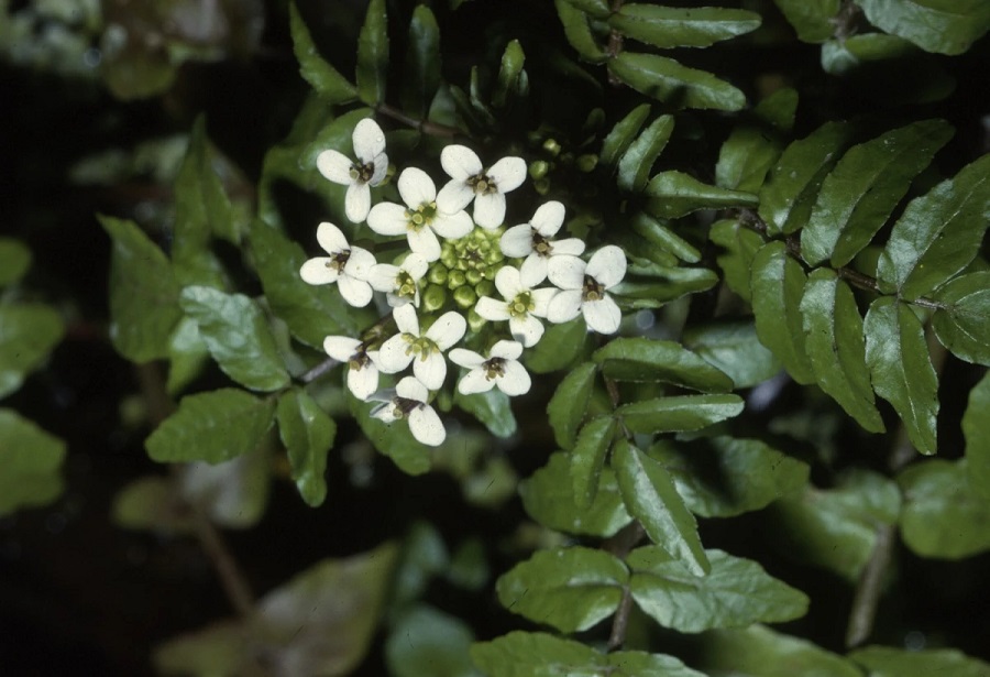 Watercress (Nasturtium officinale W. T. Aiton)