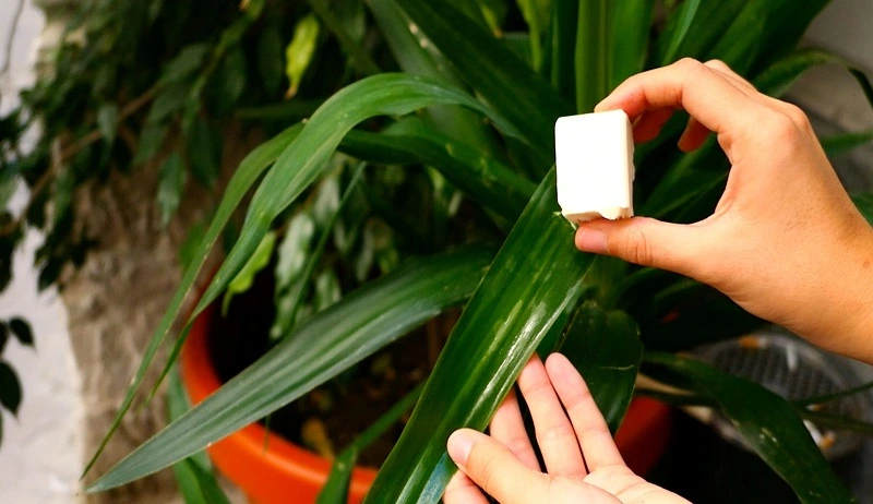 Fertilizzante a base di lievito: quali piante ne traggono beneficio?
