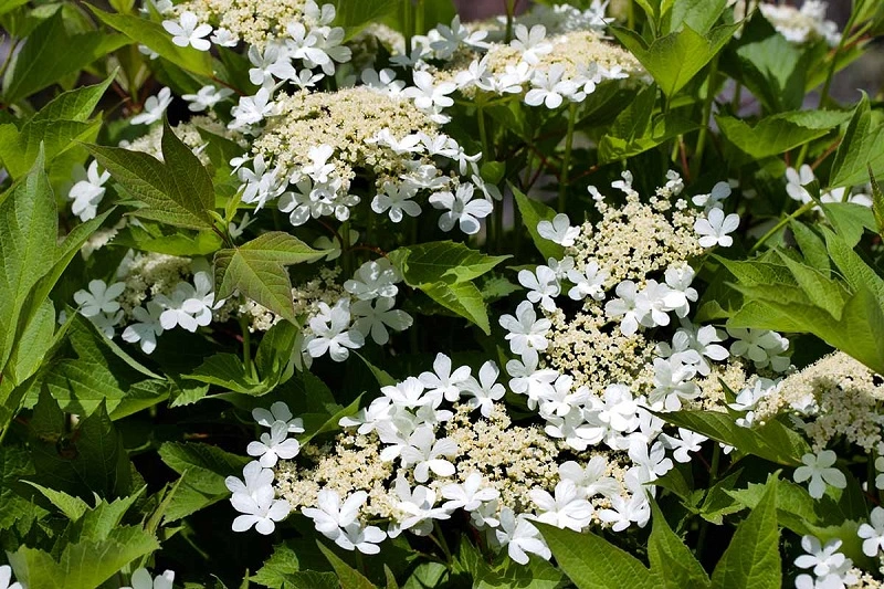 Guelder rose – watering and fertilizing