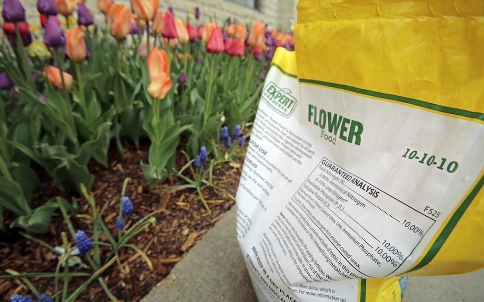 Cura dei tulipani - hanno bisogno di un fertilizzante speciale?