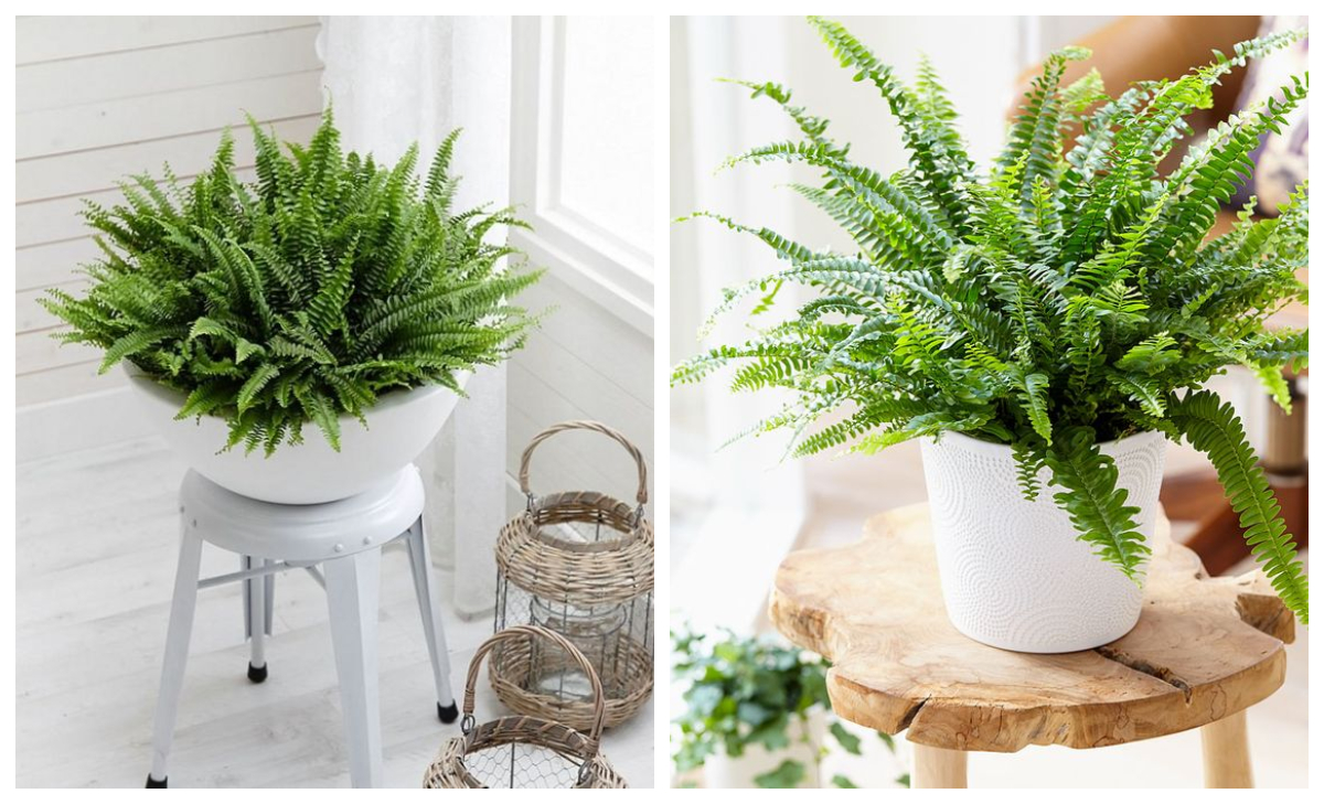 Sword fern - best indoor plants for a bedroom