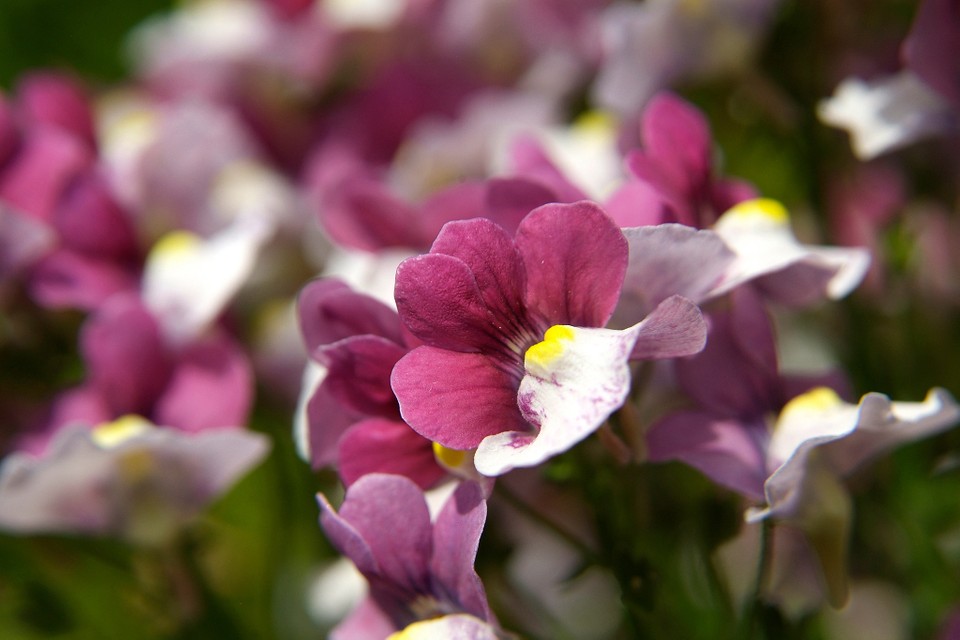 Nemesia – seeds and the best time for sowing