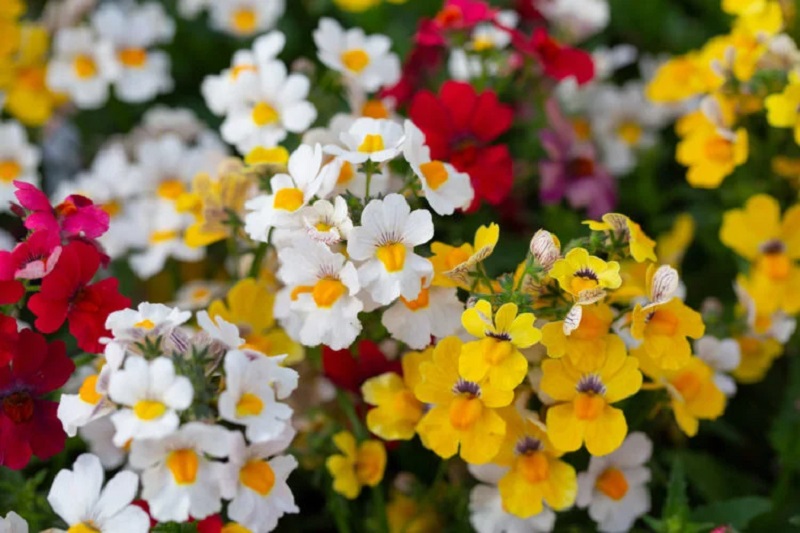 Nemesia cultivation – what is the best location for this plant?