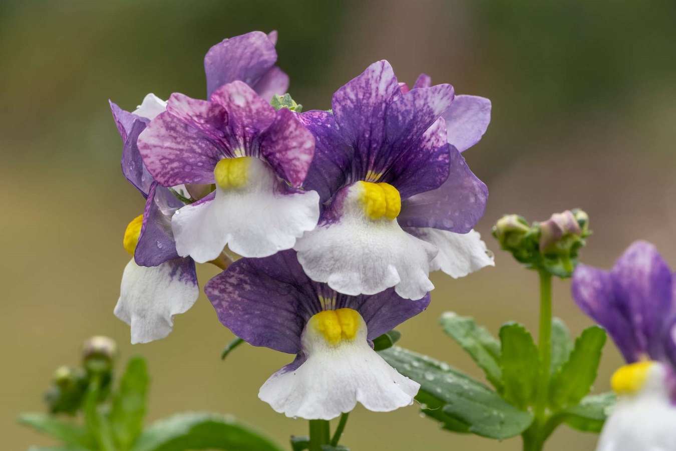Nemesia Care Guide - Varieties, Seeds, Pests, Diseases and Needs