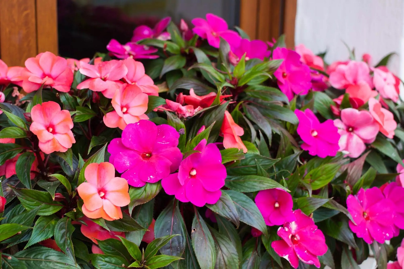 Impatiens Care Guide - Varieties, Colors, Requirements of the Plant