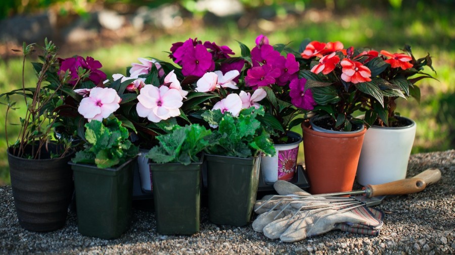 The most important needs of an impatiens plant