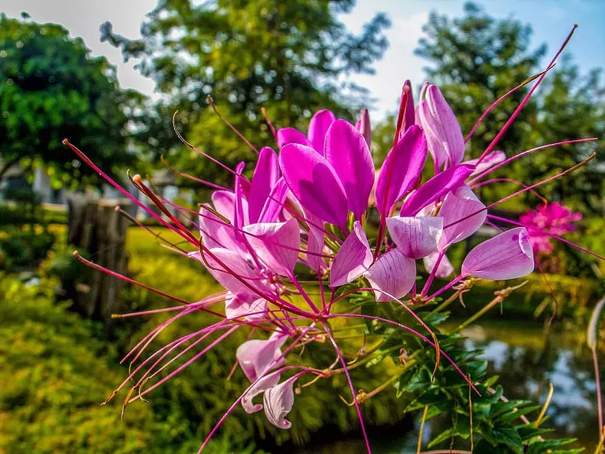 Stachelige Spinnenblume (Cleome spinosa)