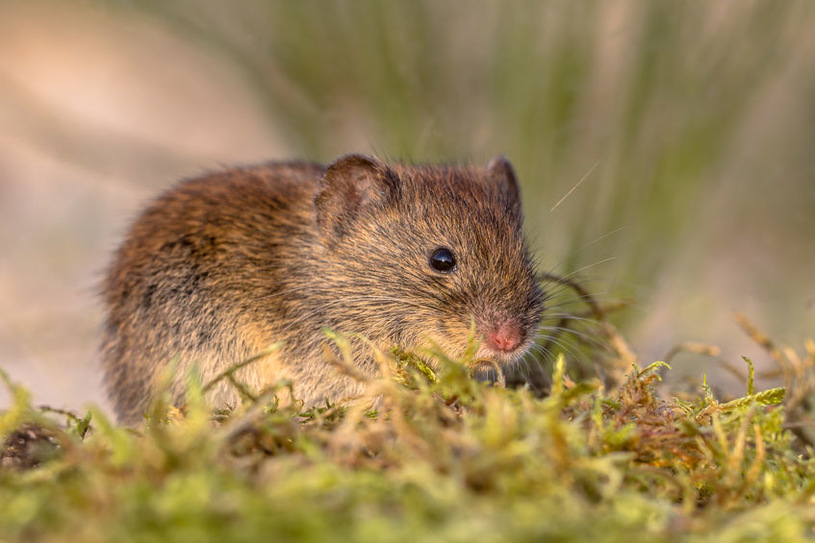 Mole vs. vole - what's the difference?