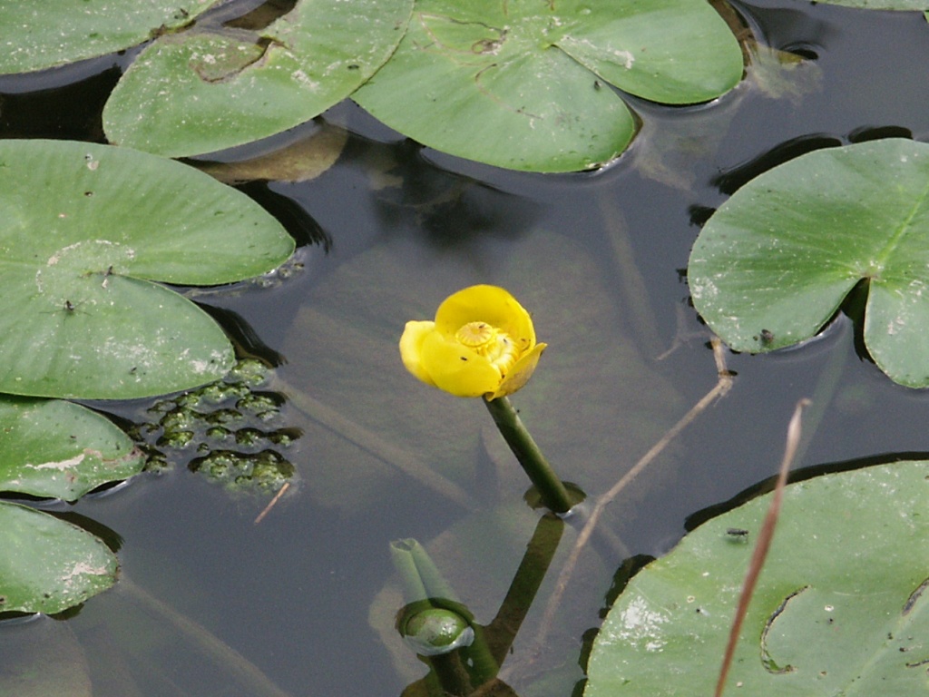 Grążel żółty (Nuphar lutea)