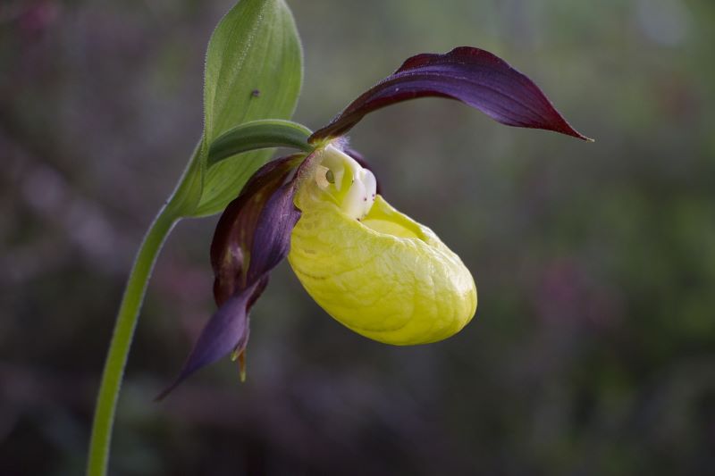 Welche Orchideenart eignet sich am besten für Anfänger?