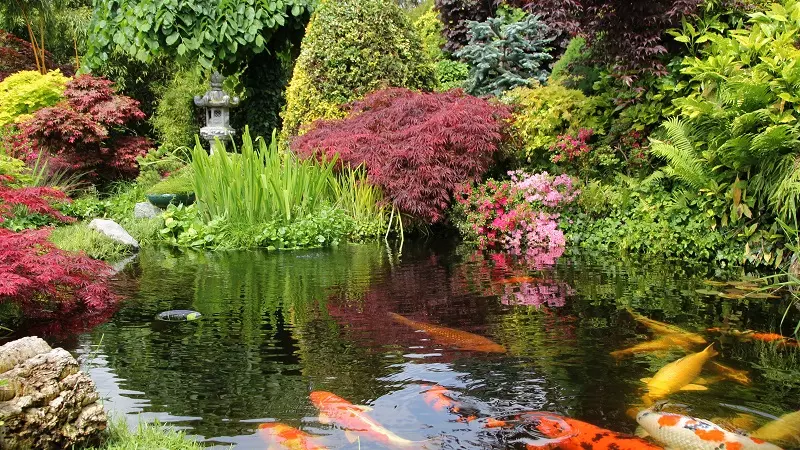 What are the most important aspects of a garden pond?