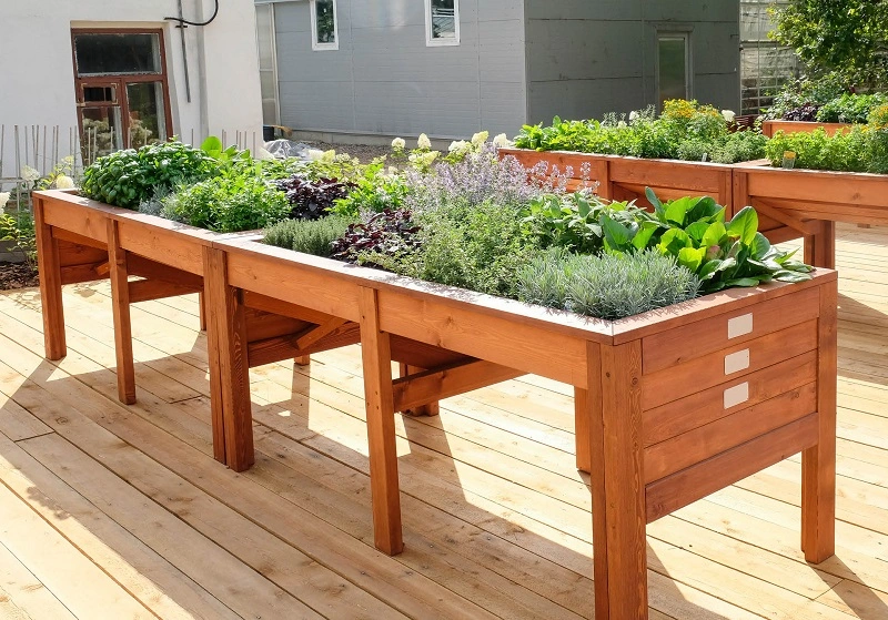 Od czego zacząć rozwijać ogródek warzywny?