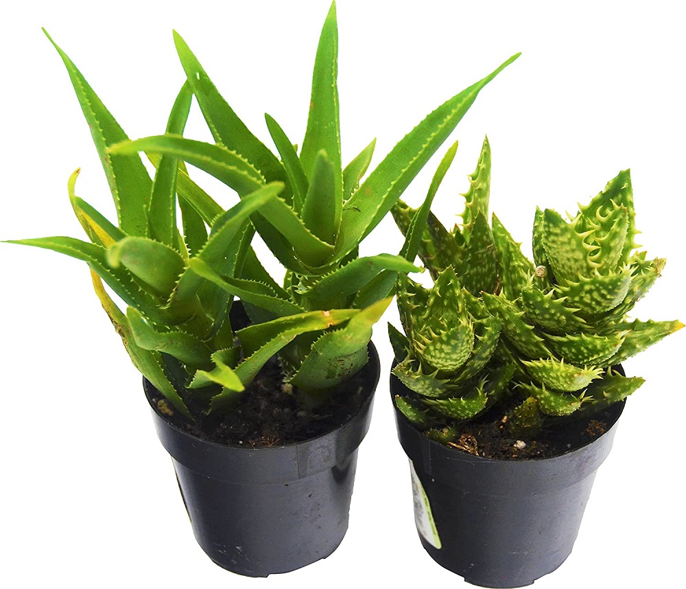 Aloe plant - l'espèce la plus populaire