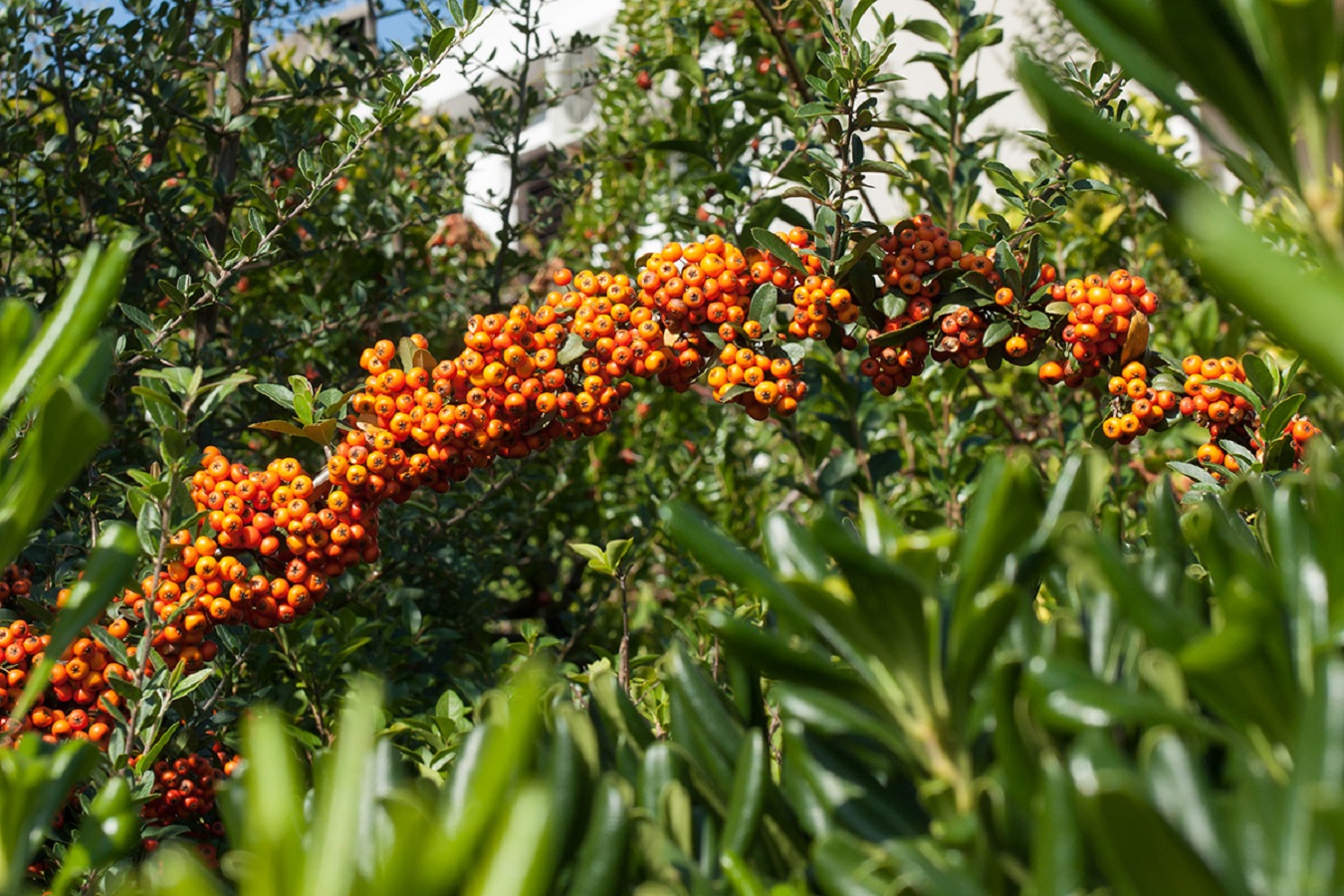 Scarlet Firethorn - Care, Needs and Diseases of Pyracantha Coccinea