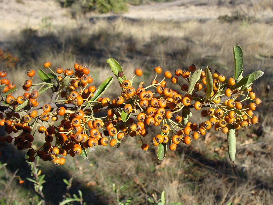 Is firethorn prone to any pests?