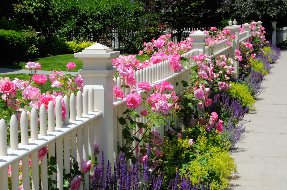 The English garden flowers - decorative perennials