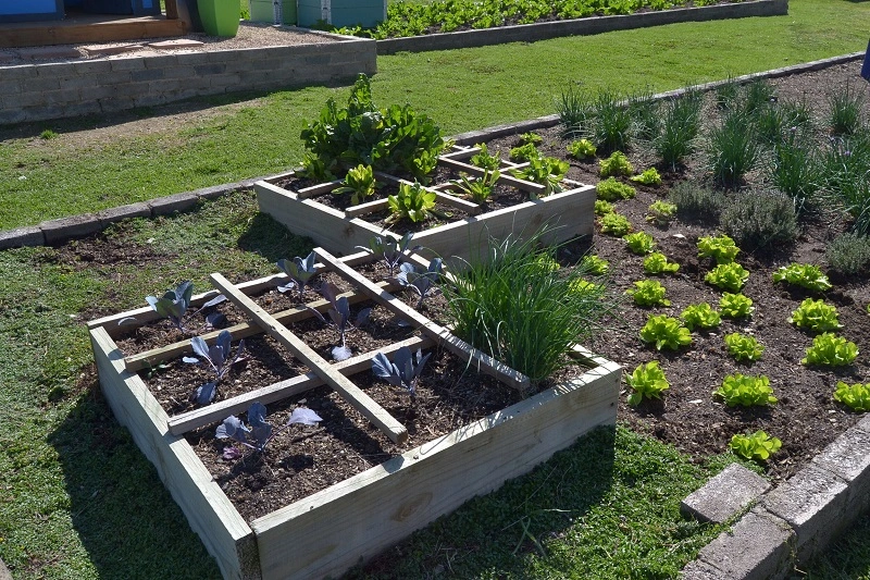 Ogródek warzywny - co obok czego sadzić?
