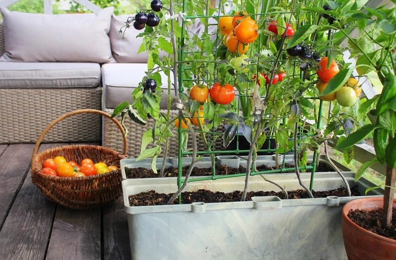 Ogródek warzywny na balkonie