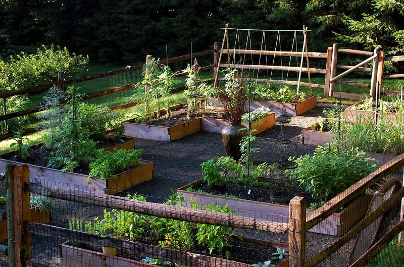 A raised vegetable garden in boxes