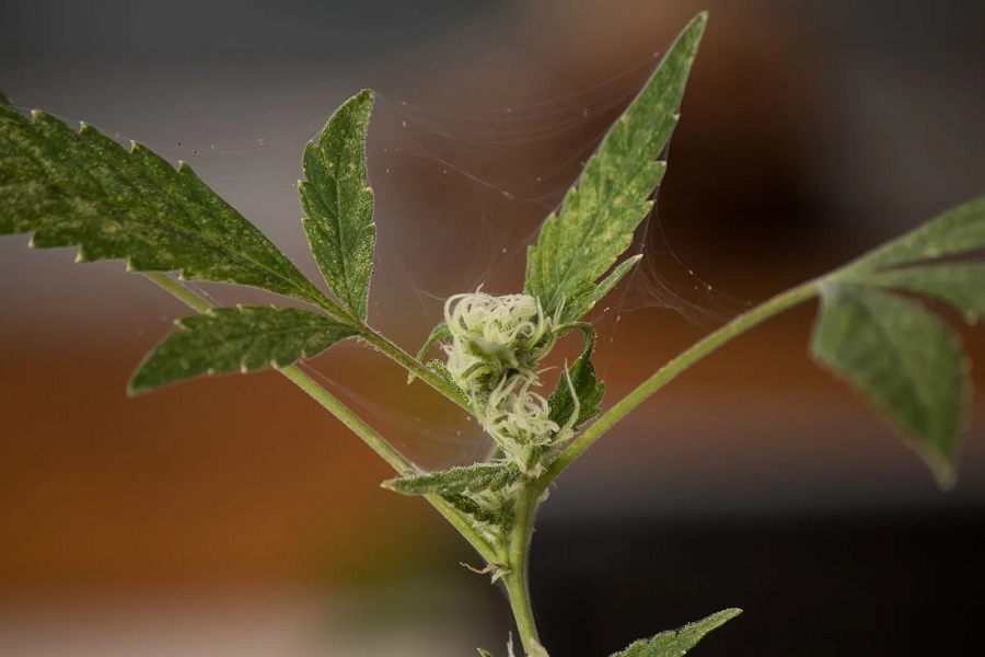 How to get rid of spider mites using oil?