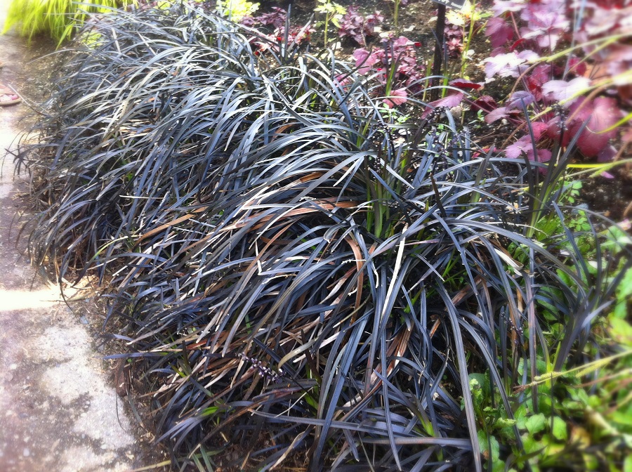L'herbe noire du mondo (Ophiopogon planiscapus)