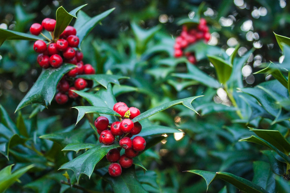Evergreen hedging plants - holly