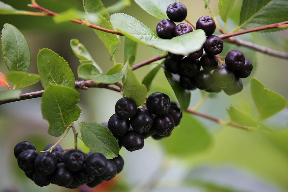 Aronia berries - what are they and why should you consume them?