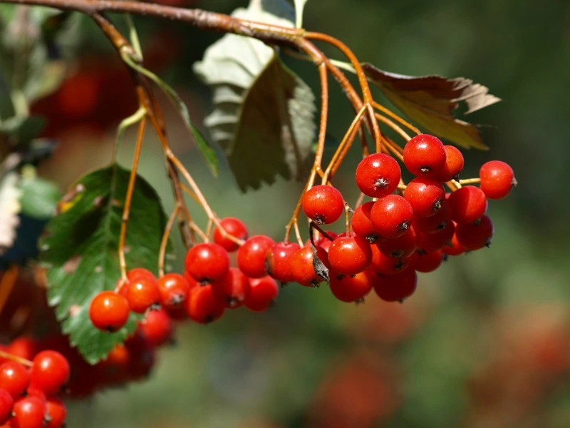 Are guelder rose berries poisonous?