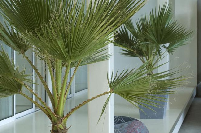 Indoor palm tree - a timeless house plant