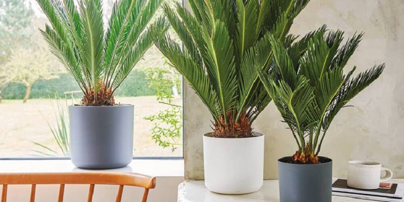 Sago palm indoor - the most common pests