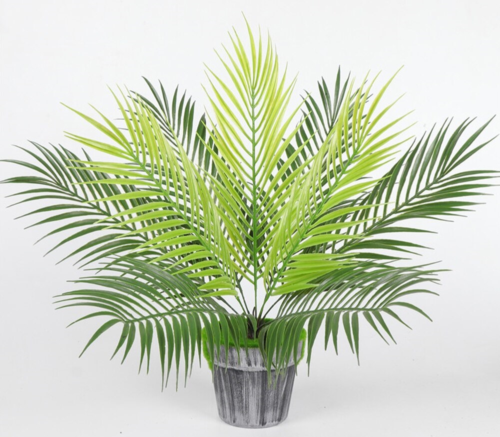 Plants poisonous to dogs - sago palm
