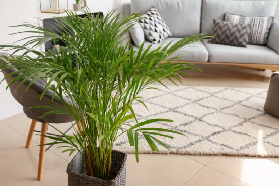 Potted palms - house plants