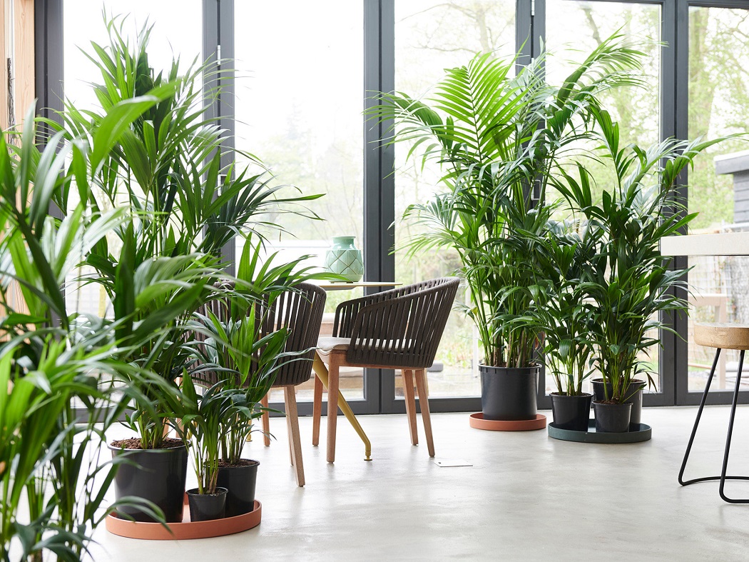 Kentia palm indoors