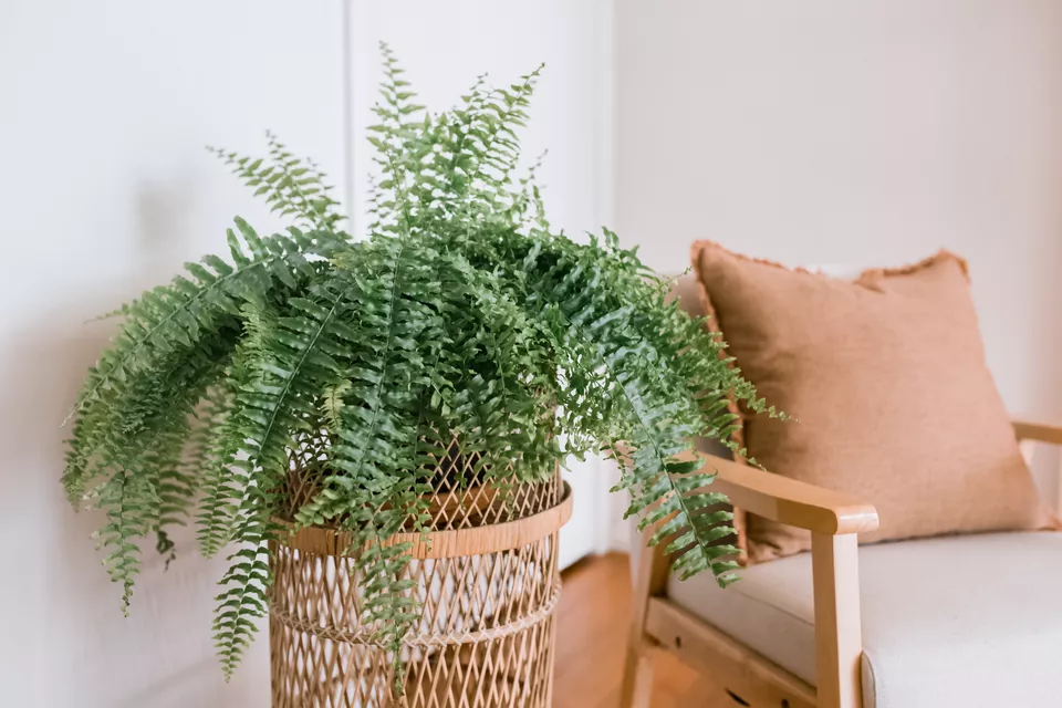 Fern plant - what are its needs?