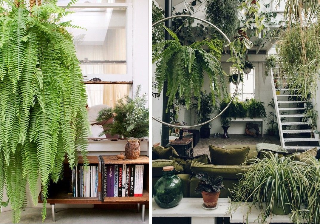 Farn - eine perfekte Zimmerpflanze für ein Büro