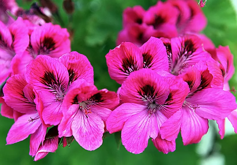 What are the typical diseases of regal geraniums?