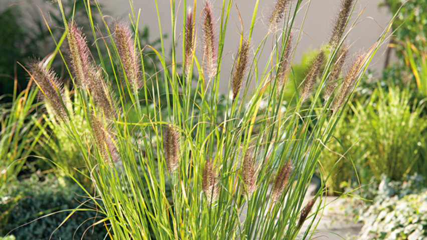 Foxtail fountain grass (Pennisetum alopecuroides)