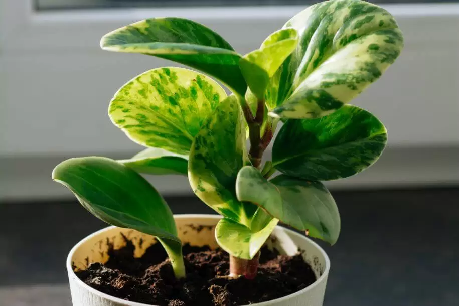 What is the best soil for peperomia plants