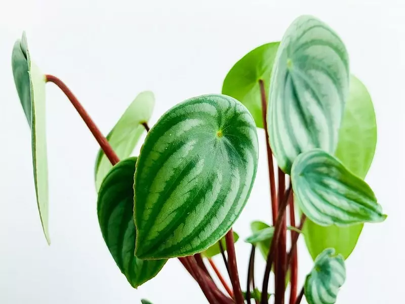 Peperomia – what kind of plant is it?