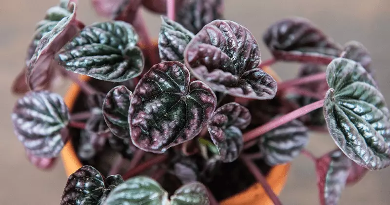 Peperomia - menaces possibles
