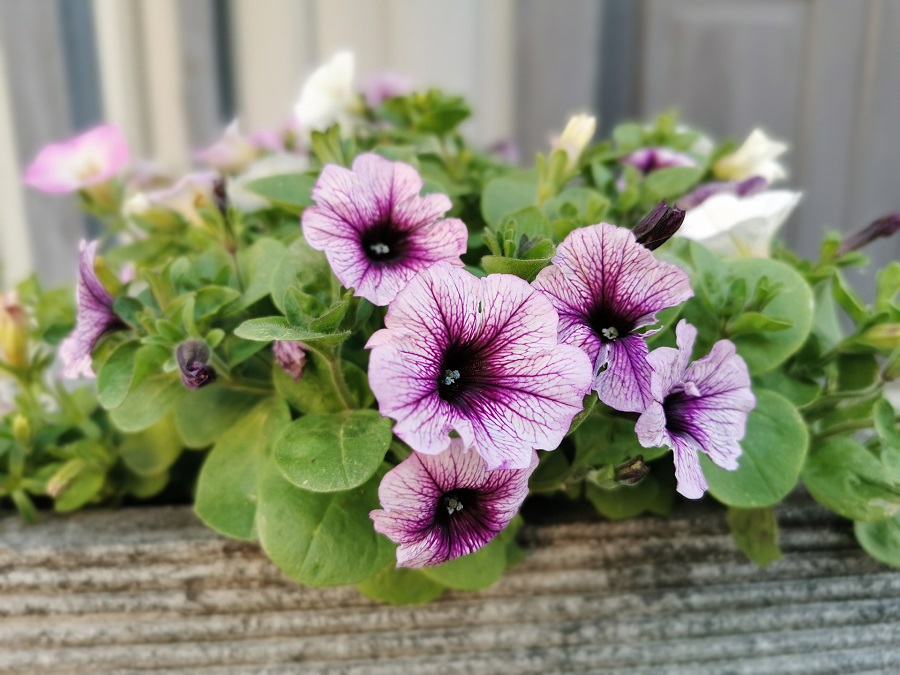 Petunia - where does this plant come from?