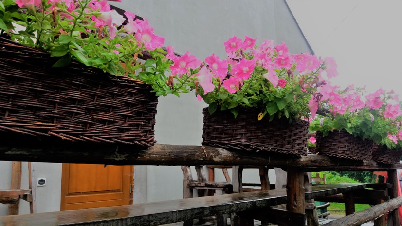 Petunias - plantas de balcón