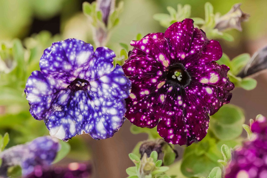 What are the popular types of petunias?