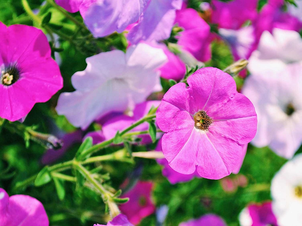 Wunderschöne Petunia Pflanze - Erfahren Sie, wie man Petunien Pflegt