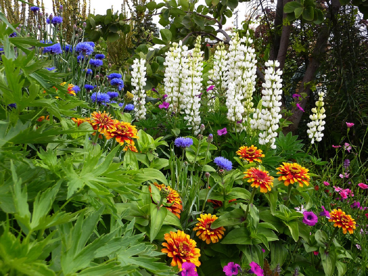 23 Breathtaking Perennials You Should Plant in Your Garden