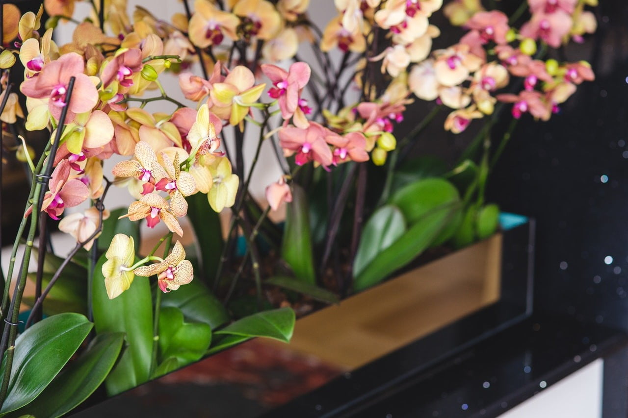 Schöne bunte Orchideen