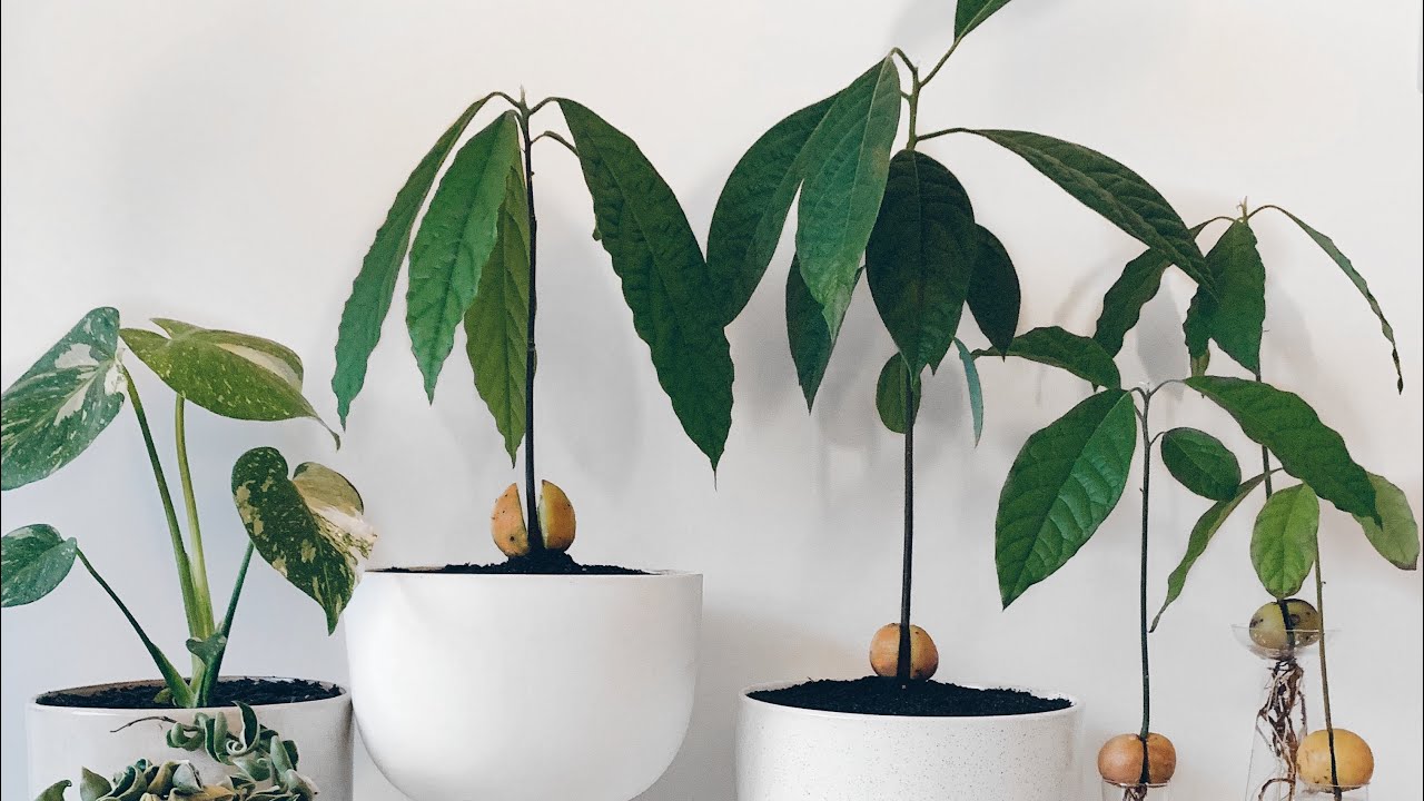 Avocado-Pflanzenpflege - wie man eine Avocado anbaut?